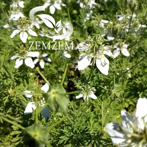 Nigella Sativa love in the mist plant flowering