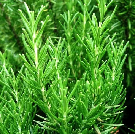 Whole-Sale Dried Spice Herbs ZemZem Dry Rosemary