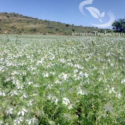Ethiopian black seed farm Nigella sativa